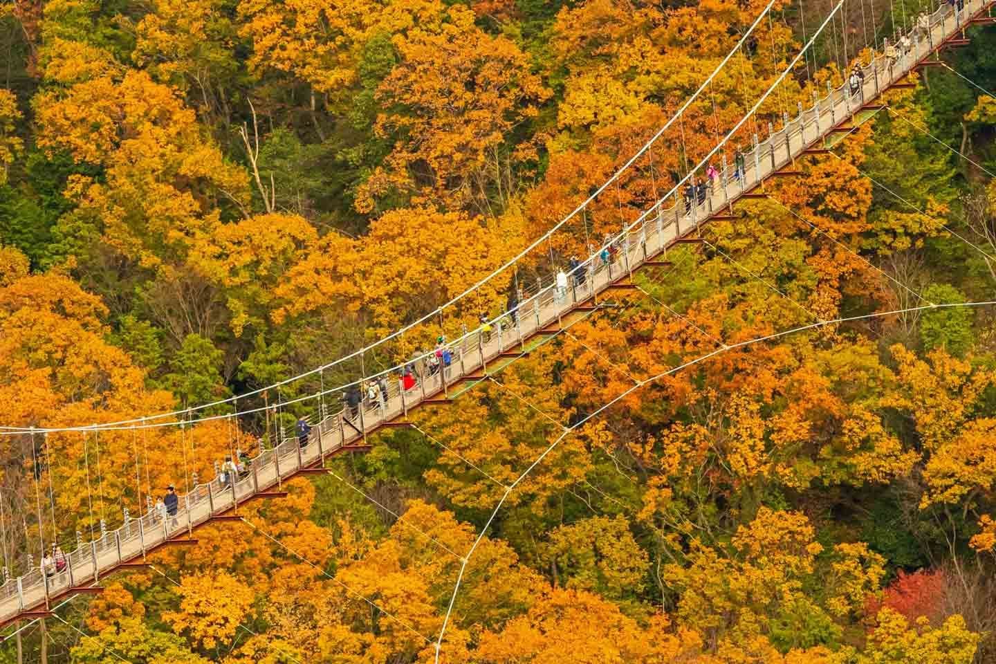 5 Best Fall Foliage in Osaka